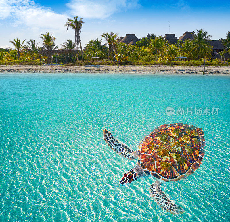 Holbox岛在墨西哥的Quintana Roo